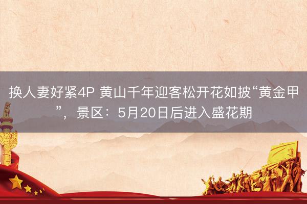 换人妻好紧4P 黄山千年迎客松开花如披“黄金甲”，景区：5月20日后进入盛花期